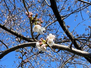 写真：青毛堀川の桜2