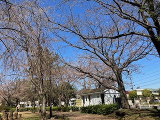 写真：吉羽公園の桜1