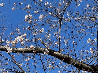 写真：吉羽公園の桜2