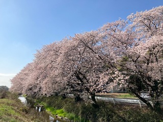 写真:桜1