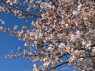 写真:桜2