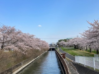 写真:桜1