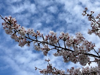 写真:桜2