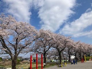 写真:桜1