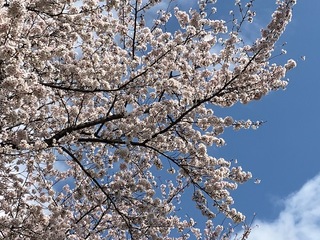 写真:桜2