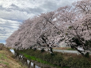 写真:桜1