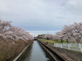 写真:桜1