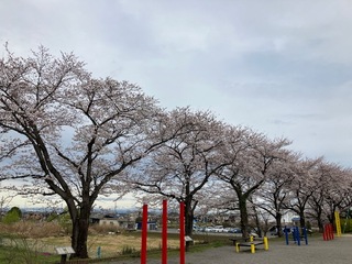 写真:桜1