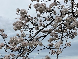 写真:桜2