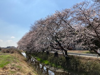 写真:桜1