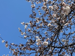 写真:桜2