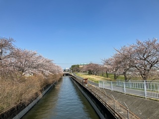 写真:桜1
