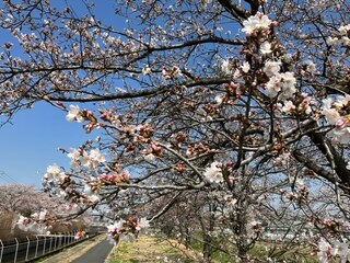 写真:桜2