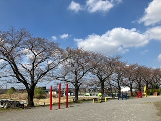 写真:桜1
