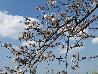 写真:桜2