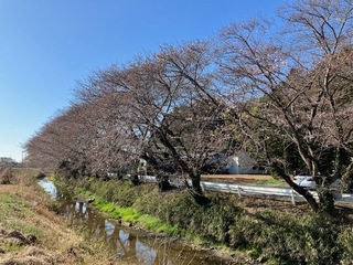 写真:桜1