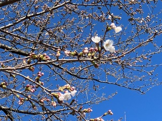 写真:桜2