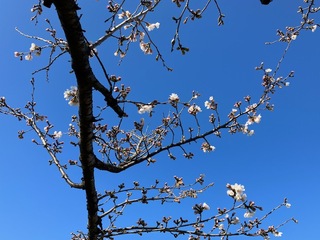 写真:桜2