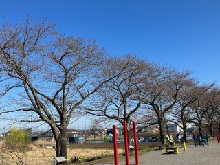 写真:桜1