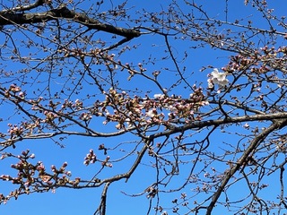 写真:桜2