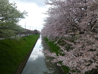 写真：桜1