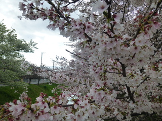 写真：桜2