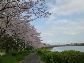 写真：桜1