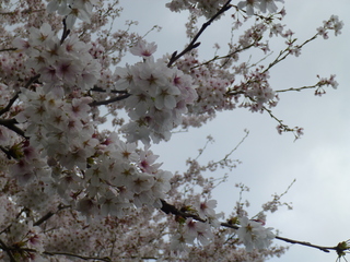 写真：桜2