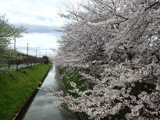 写真：桜1