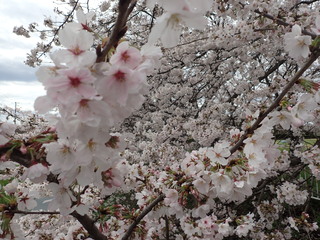 写真：桜2