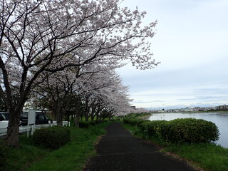写真：桜1