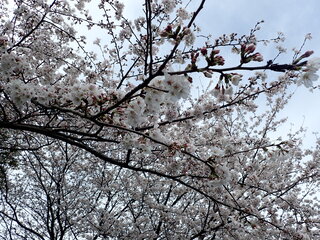 写真：桜2