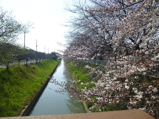 写真：桜1