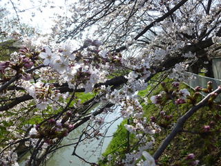 写真：桜2