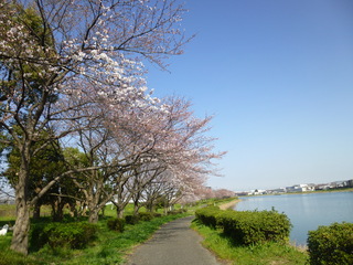 写真：桜1