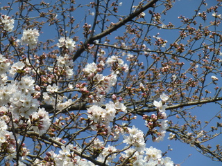 写真：桜2