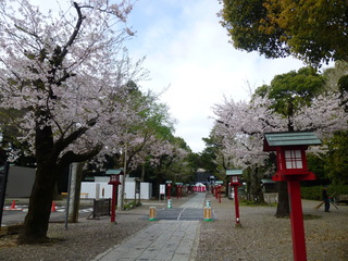 写真：桜1