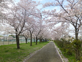 写真：桜2