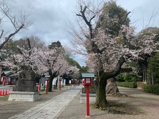 写真：桜1