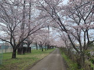 写真：桜2