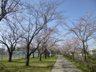 写真：桜2