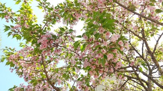 写真:静御前墓所の桜2