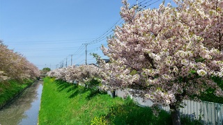 写真:大排水路沿いの桜1