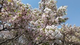 写真:大排水路沿いの桜2