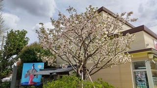 写真:静御前墓所の桜1