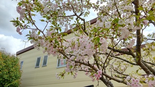 写真:静御前墓所の桜2