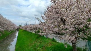 写真:大排水路沿いの桜1