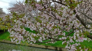 写真:大排水路沿いの桜2