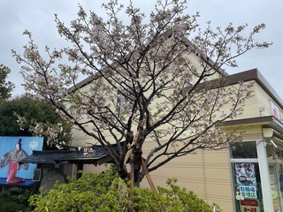写真:静御前墓所の桜1
