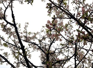 写真:静御前墓所の桜2